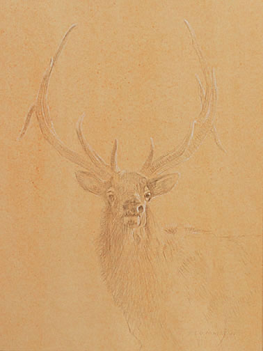 Frontal Head and Neck Study of a Bull Elk