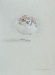 Frontal Study of a Juvenile Snowy Plover Looking to the Left 