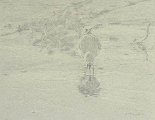 Frontal study of a sanderling with its bill in water