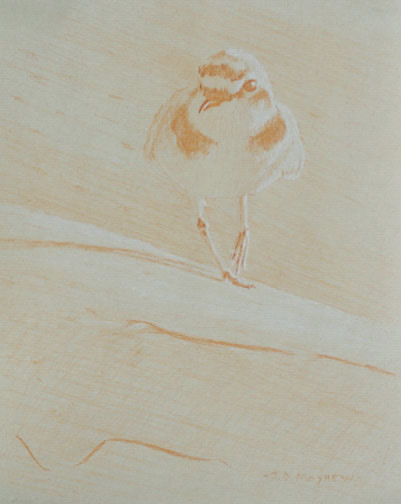 Frontal study of a walking snowy plover