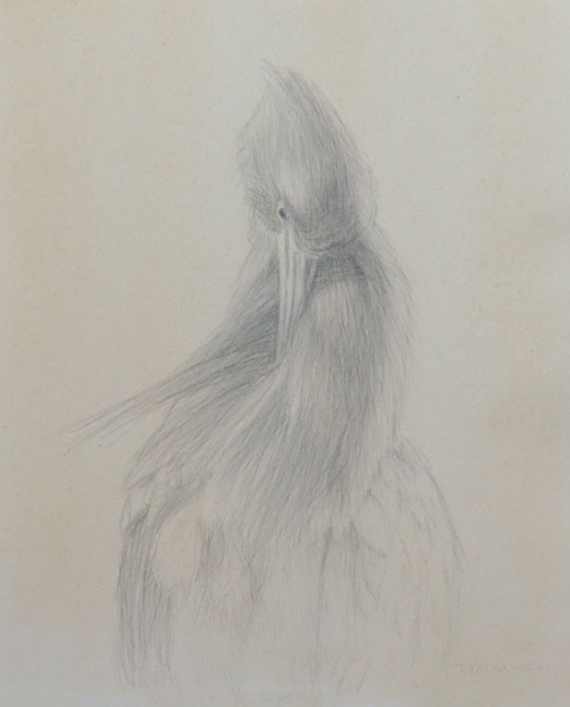 Frontal study of a little blue heron preening its chest 