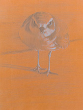 Frontal study of a standing snowy plover 