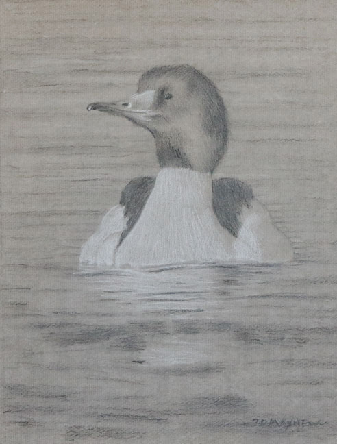 Frontal study of a swimming male common merganser