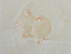 Frontal Study of Two Chukars on a Branch