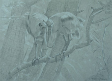 Frontal study of two roseate spoonbills on a branch