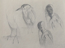 Four studies of a black-crowned night heron