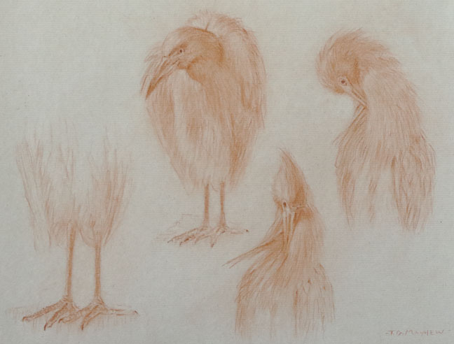 Four studies of a little blue heron