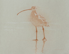 Left Frontal Study of a Long-billed Curlew