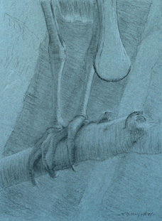 Left frontal study of the feet of a roseate spoonbill grasping a branch