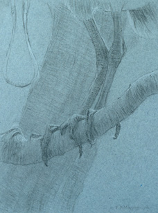 Left frontal legs and feet study of a roseate spoonbill perched on a branch