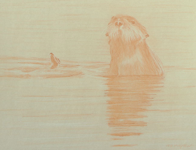 Left frontal study of a sea otter