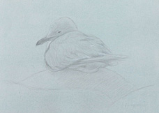 Left posterior study of a Heermann's gull