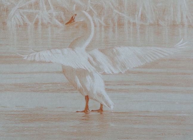 Left posterior study of a tundra swan with outstretched wings
