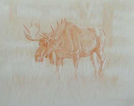 Left side study of a bull moose