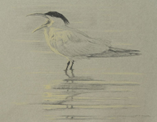 Left Side Study of a Royal Tern with Open Mouth