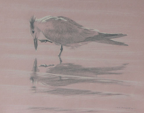Left side study of an elegant tern scratching its bill 