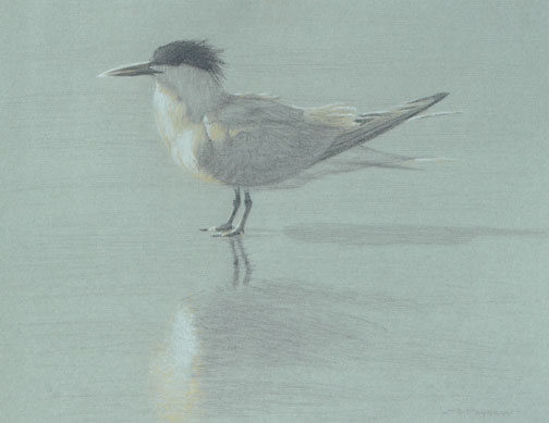 Left side study of an elegant tern, its shadow and reflection