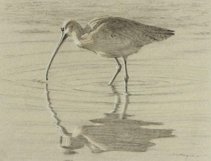 Left side study of a long-billed curlew standing in water 
