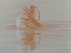 Left side study of a male hooded merganser with open bill