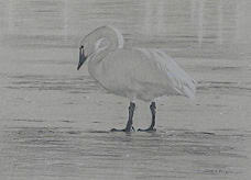Left side study of a tundra swan looking down at the ice