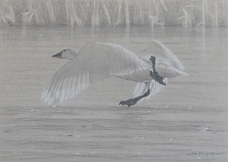 Left side study of a tundra swan running on ice 