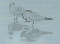 Left side study of two elegant terns, one scratching its bill 
