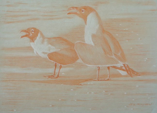 Left side study of two laughing gulls