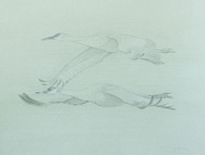 Left side study of two sandhill cranes in flight 