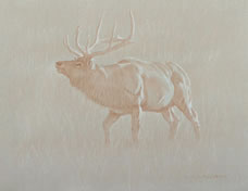Left Side Study of a Bull Elk Sniffing the Air