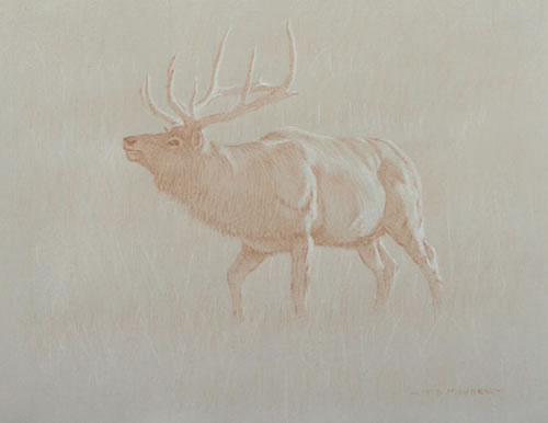 Left Side Study of a Bull Elk Sniffing the Air