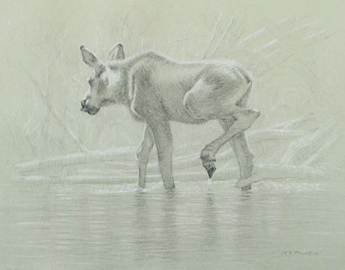 Left Side Study of a Moose Calf Walking in Water