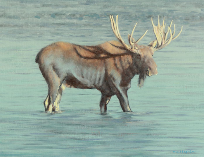 Moose morning