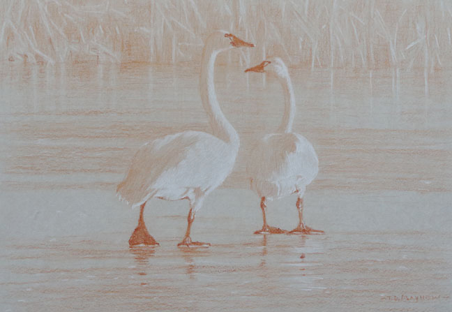 Posterior study of two tundra swans standing on ice 