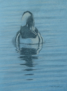 Right frontal view of a swimming male hooded merganser