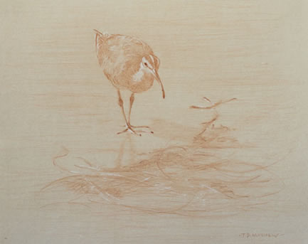 Right frontal study of a long billed curlew with seaweed 