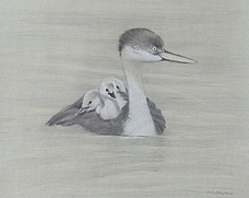 Right frontal study of a swimming western grebe with three grebe chicks on its back