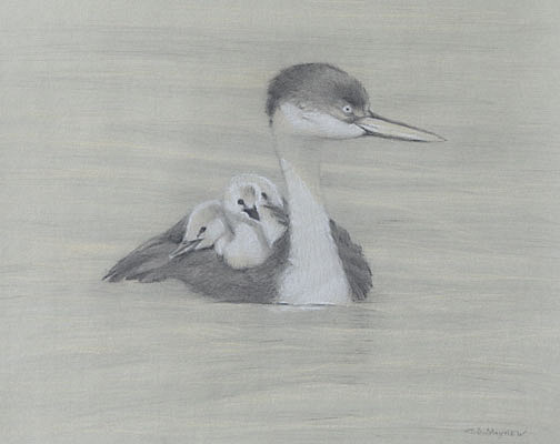 Right frontal study of a swimming western grebe with three grebe chicks on its back