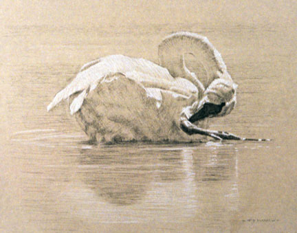 Right Side Study of a Preening Trumpeter Swan