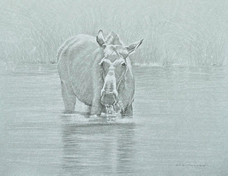 Right Side Frontal Study of a Cow Moose Standing in Water