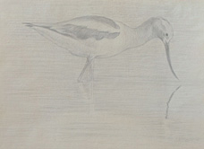 Right side study of an American avocet 