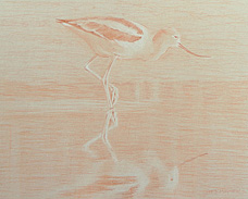 Right side study of an American avocet with raised left foot