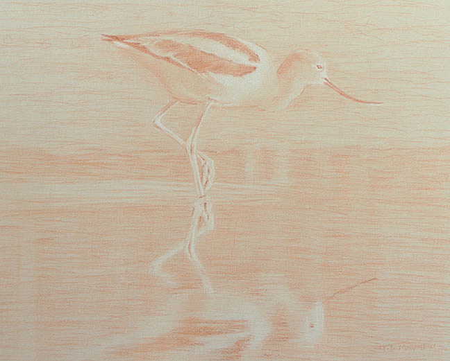 Right side study of an American avocet with raised left foot