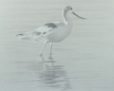 Right side study of an American avocet