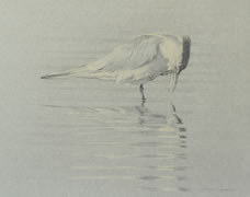 Right Side Study of a Royal Tern Scratching its Bill
