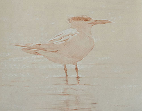 Right Side Study of a Royal Tern