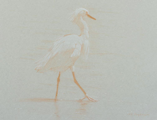 Right Side Study of a Snowy Egret