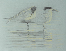 Right Side Study of Two Royal Terns, One Preening its Abdomen