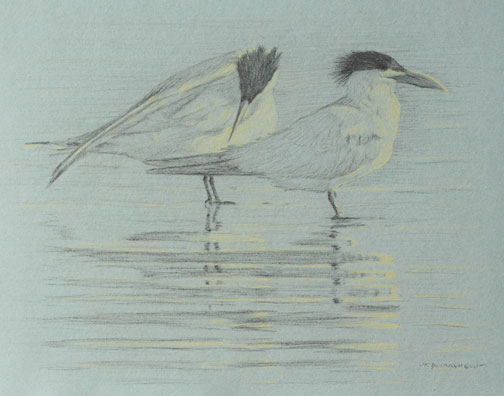 Right Side Study of Two Royal Terns, One Preening its Abdomen