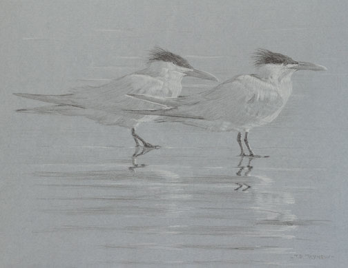 Right side study of two Royal terns in breeding plumage