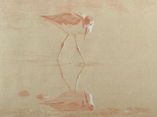 Right side study of a black-necked stilt looking to its right